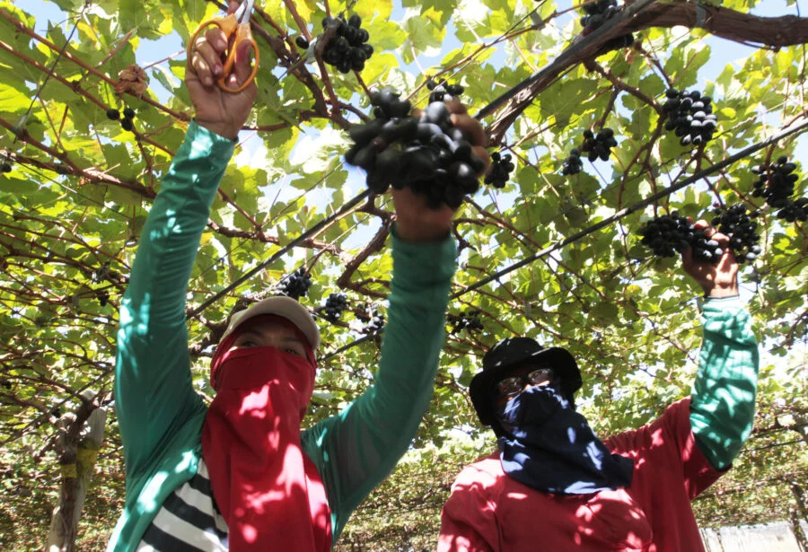Agricultura gerou R$ 27,5 bilhões para a Bahia em 2020, melhor resultado em 26 anos