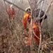 Operação de prevenção e combate aos incêndios florestais ganha reforço de novos bombeiros militares