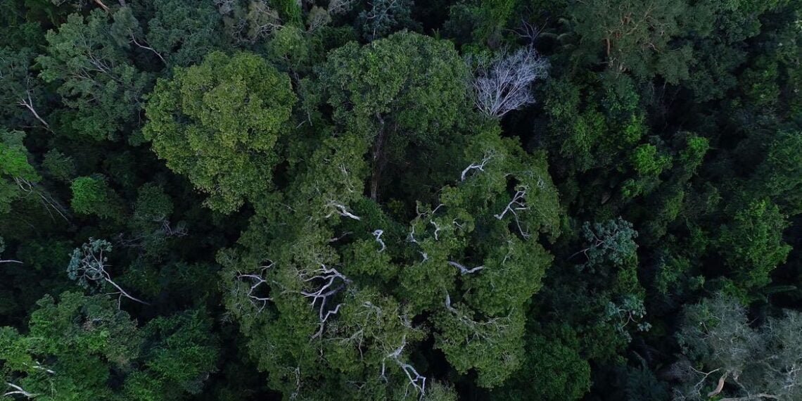 Na COP27, Brasil lista ações de sustentabilidade dos últimos 4 anos