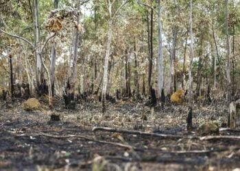 Incêndios florestais aumentam na Amazônia após novo Código Florestal