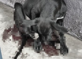 Homem é preso por agredir cachorro com golpes de facão