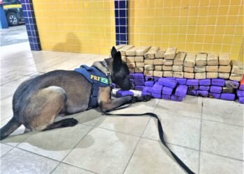 Duas mulheres são presas em Feira de Santana (BA) transportando quase 70Kg de maconha dentro de ônibus