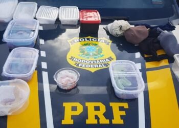 Cobras e lagartos são resgatados pela PRF dentro de ônibus no Extremo Sul da Bahia