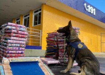 PRF apreende 53 Kg de maconha durante abordagem a ônibus em Vitória da Conquista (BA)