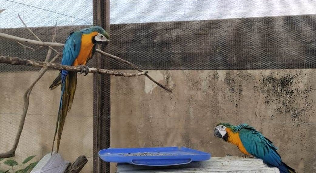 Em Barreiras, Secretaria de Meio Ambiente e Sustentabilidade em parceria com a CIPPA Lençóis apreende duas araras da espécie canindé