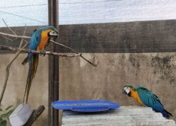 Em Barreiras, Secretaria de Meio Ambiente e Sustentabilidade em parceria com a CIPPA Lençóis apreende duas araras da espécie canindé