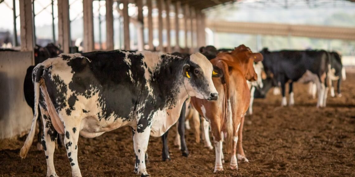 Vendas de carne bovina à China são suspensas após caso de vaca louca
