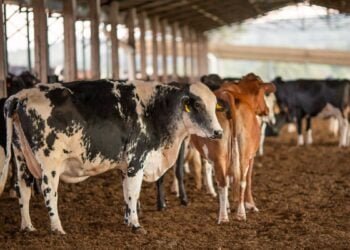 Vendas de carne bovina à China são suspensas após caso de vaca louca