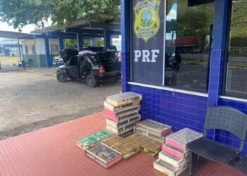 Irmãos são detidos na BR 116 transportando mais de 300 pássaros amontoados dentro de carro