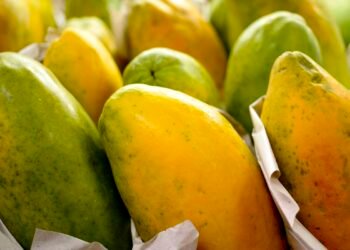 Governo prorroga prazo para cadastro na Agricultura Familiar