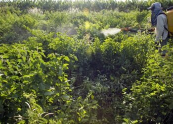 ONU: supermicróbios podem causar 10 milhões de mortes ao ano até 2050