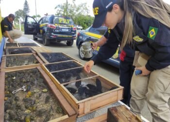 PRF resgata 618 pássaros silvestres na BR 423, em Garanhuns