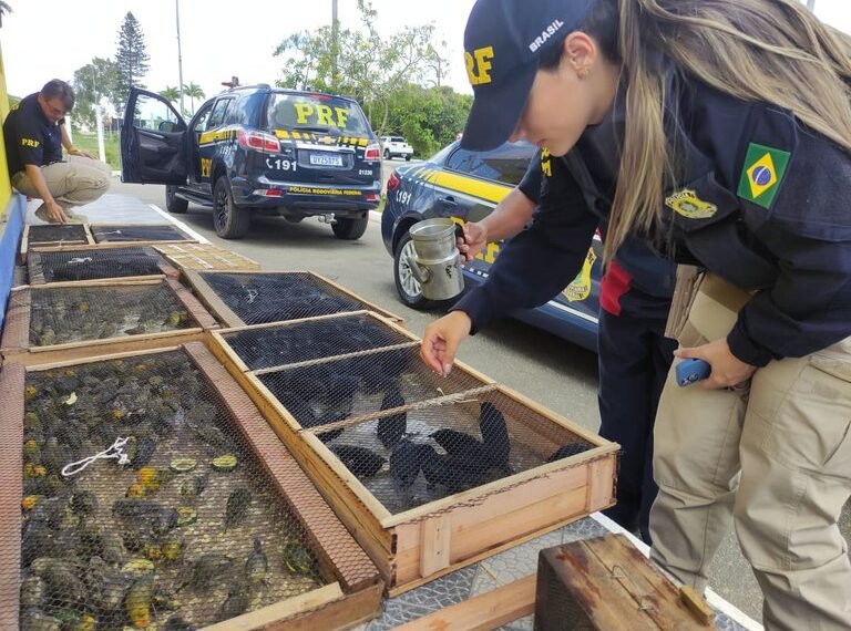 PRF resgata 618 pássaros silvestres na BR 423, em Garanhuns