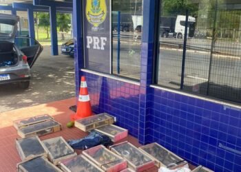 Irmãos são detidos pela segunda vez na BR 116 transportando pássaros amontoados dentro de carro