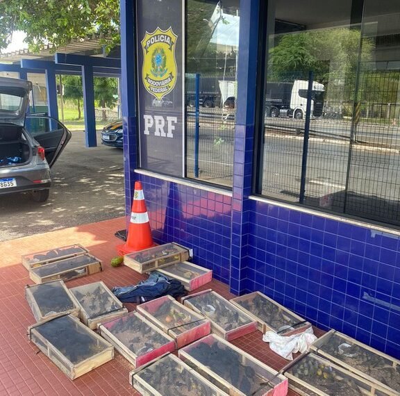 Irmãos são detidos pela segunda vez na BR 116 transportando pássaros amontoados dentro de carro