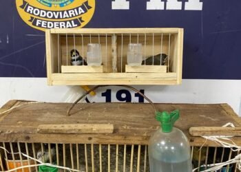 PRF resgata pássaros jogados na lixeira de ônibus; veja vídeo