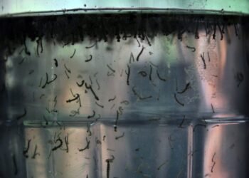 Com alta de casos, governo cria centro para monitorar dengue