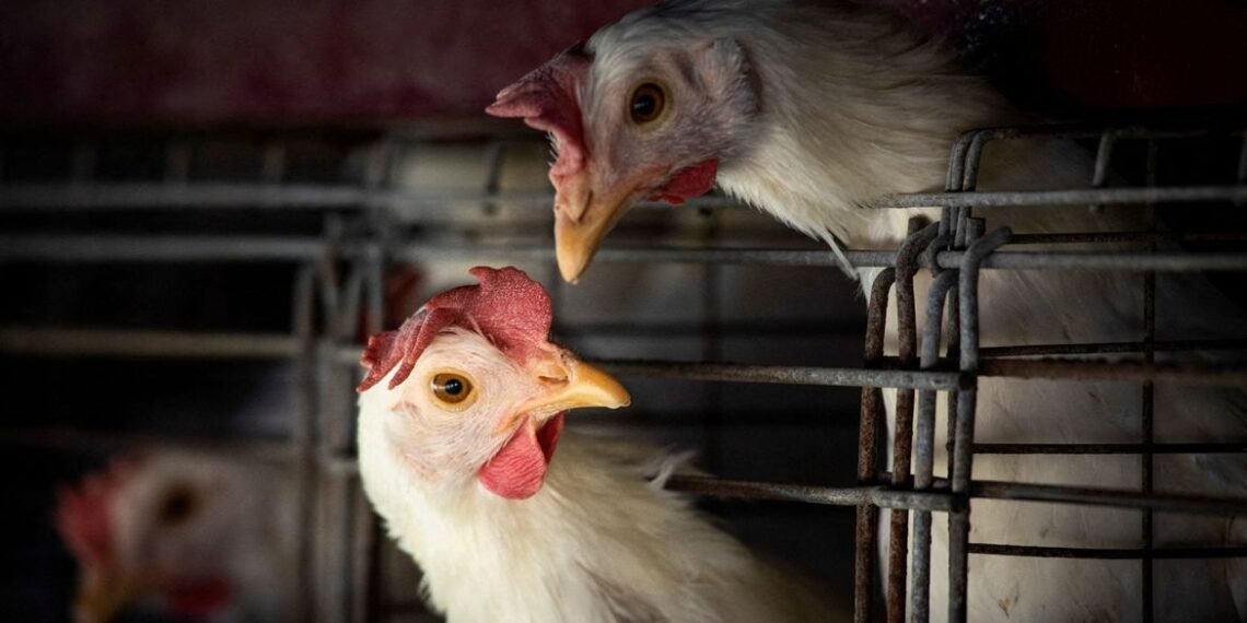 Gripe aviária leva Brasil a decretar emergência zoossanitária