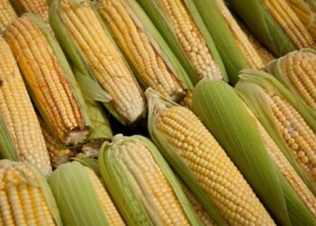 Cooperativa baiana impulsiona produção de milho não-transgênico e conquista resultados expressivos