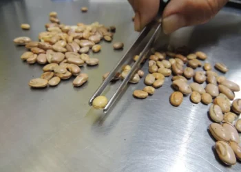 Operação do Ministério da Agricultura encontra fraude em café, azeite, arroz, feijão, frutas e vegetais