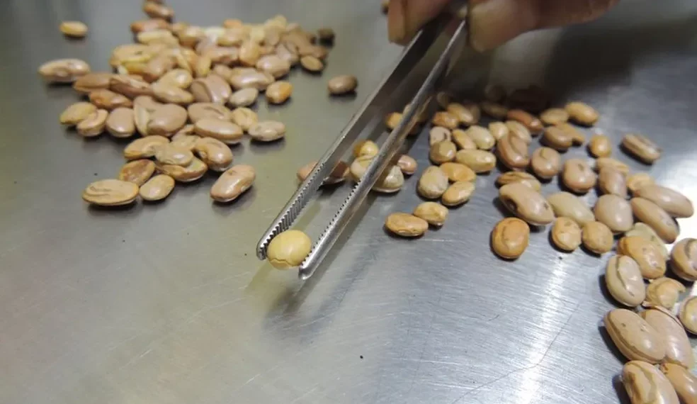 Operação do Ministério da Agricultura encontra fraude em café, azeite, arroz, feijão, frutas e vegetais