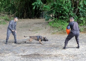 Companhia da Polícia Militar prepara cães para salvar e proteger vidas na Bahia