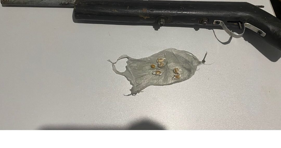 Durante Operação Oeste em Paz, 86ª CIPM apreende arma de fogo artesanal e drogas
