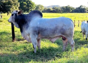 Formosa realizará feira agropecuária com exposição e venda de animais