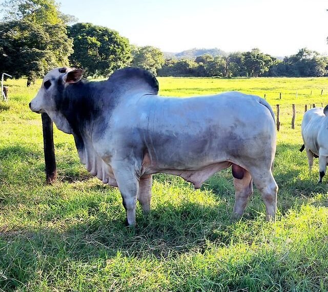 Formosa realizará feira agropecuária com exposição e venda de animais