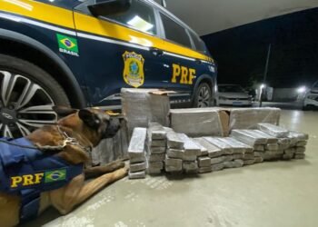 Flagrante na BR 116: PRF apreende tabletes de maconha que seriam comercializados em cidade do interior da Bahia