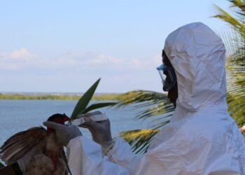 Em ação conjunta com outros estados, Bahia decreta emergência zoossanitária para influenza aviária H5N1