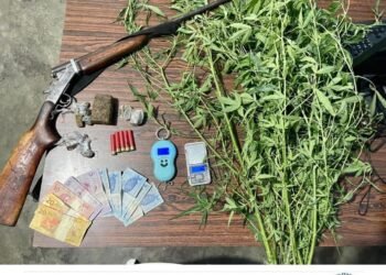 86ª CIPM erradica plantação caseira de maconha, apreende arma de fogo e prende indivíduos em flagrante