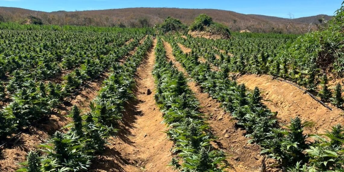 Cipe Chapada erradica 187 mil pés de maconha em Brotas de Macaúbas