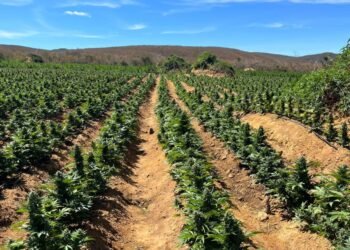 Cipe Chapada erradica 187 mil pés de maconha em Brotas de Macaúbas