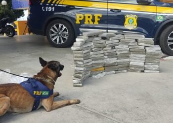 Cão farejador da PRF localiza 89 quilos de maconha em Vitória da Conquista (BA)