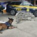 Cão farejador da PRF localiza 89 quilos de maconha em Vitória da Conquista (BA)