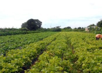 Incra divulga regras para criação de assentamentos em áreas rurais