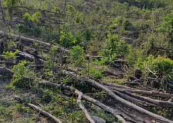 São Desidério : Polícia Civil combate falsificação de documentos públicos e forjada emissão de licenças ambientais na região