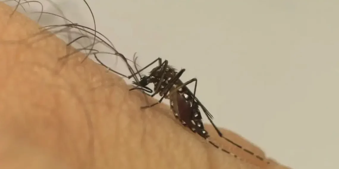 Especialistas recomendam uso de repelente até por quem estiver vacinado contra a dengue