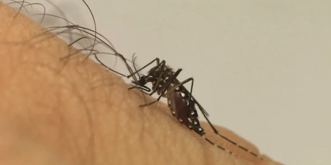 Veja 4 dicas de infectologistas para afastar o mosquito da dengue