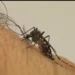 Veja 4 dicas de infectologistas para afastar o mosquito da dengue