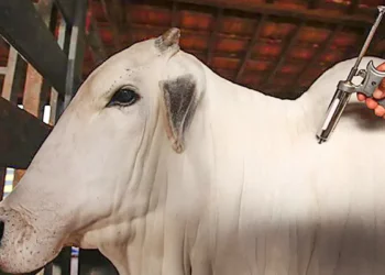 Vacinação contra febre aftosa será suspensa em 16 estados e no DF