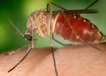 Secretaria da Saúde da Bahia registra nove casos de Febre do Oropouche