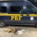 Cão farejador da PRF encontra cocaína no interior de bagagem em Barreiras (BA)