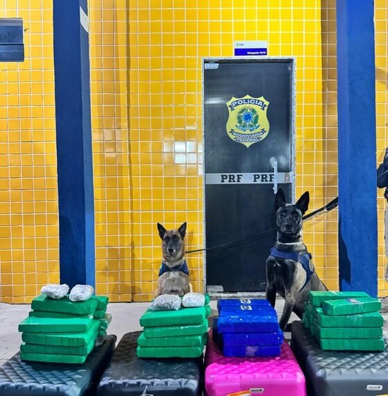 Tráfico de drogas: PRF apreende mais de 50kg de entorpecentes no oeste baiano