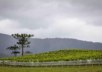 Prazo para emissão do Certificado de Cadastro de Imóvel Rural termina dia 18 de julho
