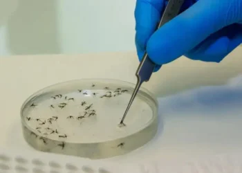 Bahia confirma segundo caso de morte por Febre Oropouche em 2024