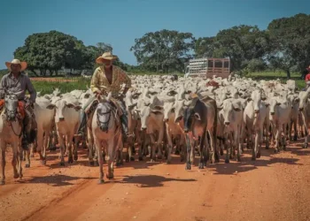 Cidade do Oeste Baiano alcança maior rebanho bovino da Bahia