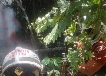 Operação Florestal 2024: focos de incêndio em Barreiras, Pilão Arcado e outras cidades