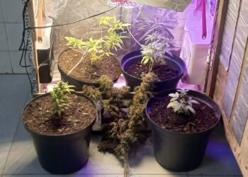 Polícia Militar Descobre Estufa de Cannabis em Barreiras